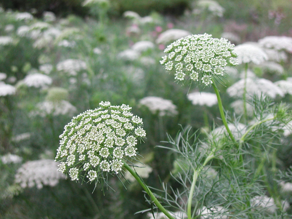 False Queen Annes Lace Seeds P8613