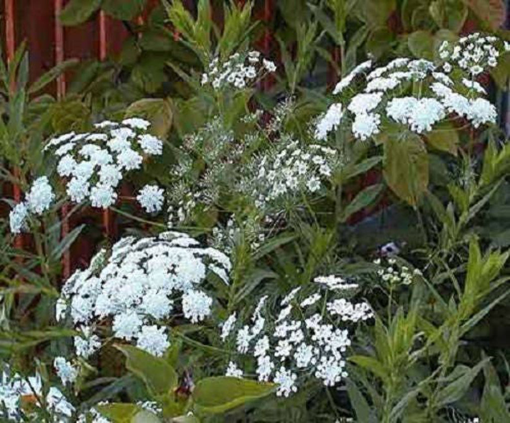 False Queen Annes Lace Seeds P8613