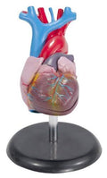 Life-Size Heart Model D814