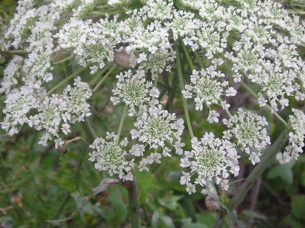 False Queen Annes Lace Seeds P8613