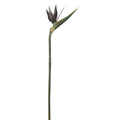 Bird of Paradise Spray Silver Green (Pack of 6) R566