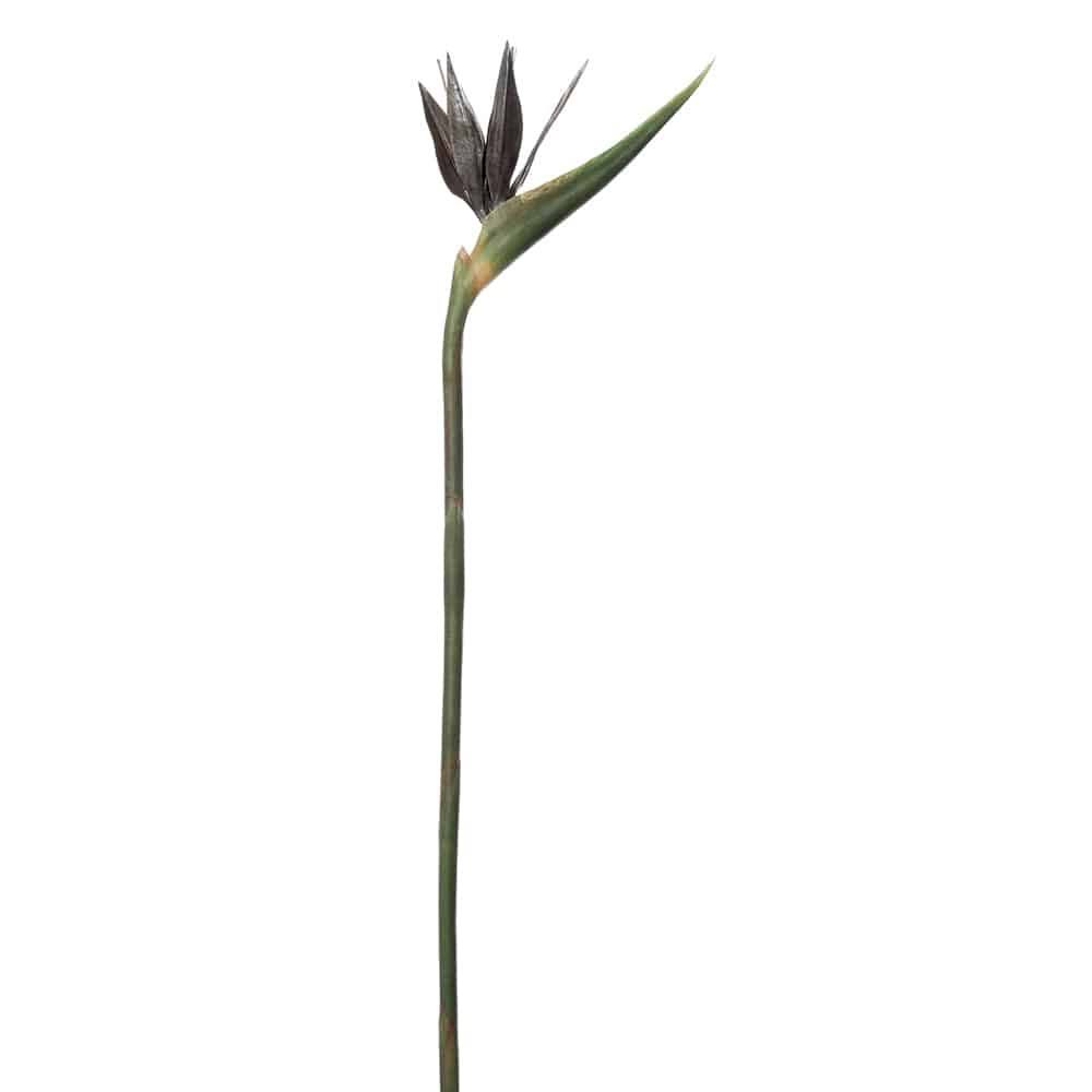 Bird of Paradise Spray Silver Green (Pack of 6) R566