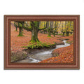 Beech Framed Photograph Print O137