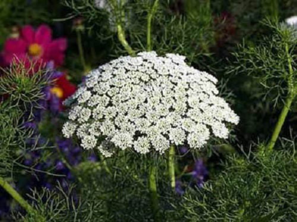 False Queen Annes Lace Seeds P8613