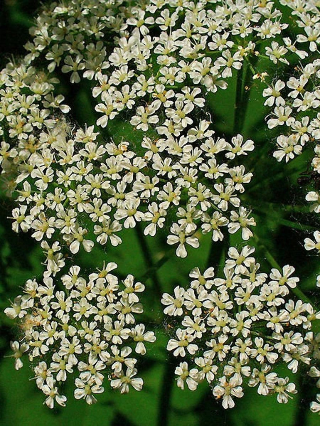 False Queen Annes Lace Seeds P8613
